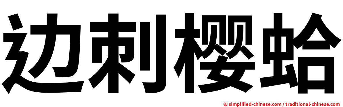 边刺樱蛤
