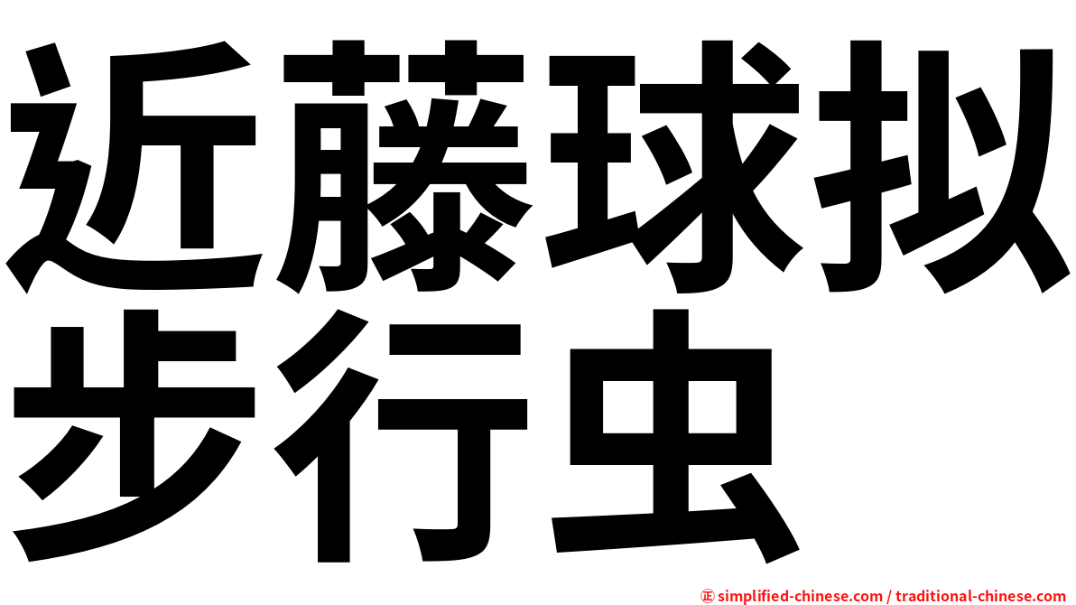 近藤球拟步行虫