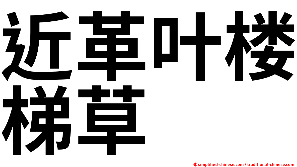 近革叶楼梯草