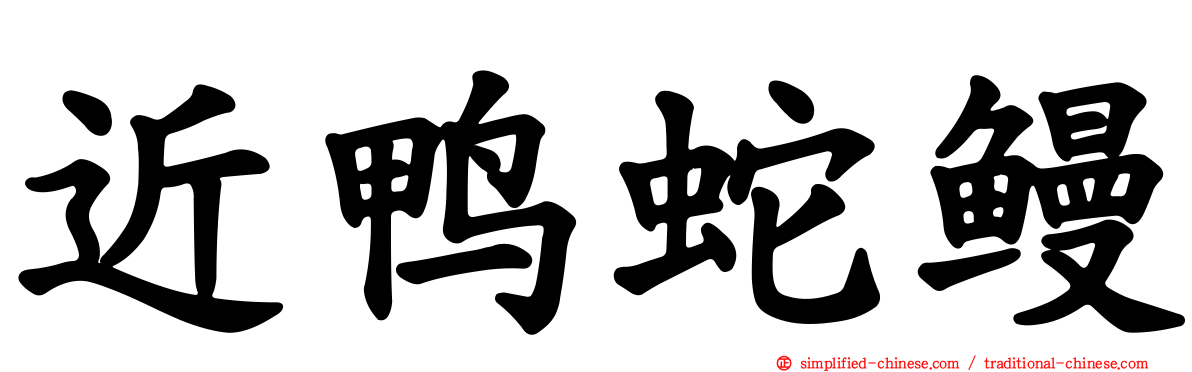 近鸭蛇鳗