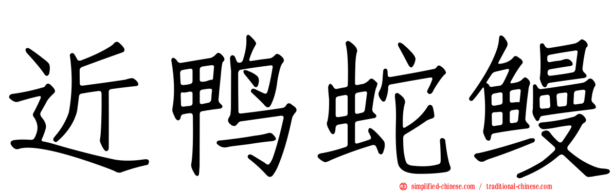 近鸭蛇鳗