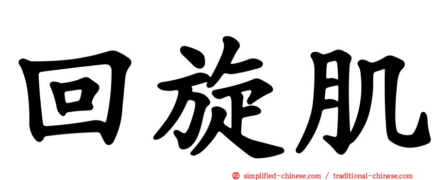回旋肌