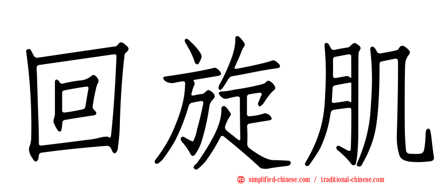 回旋肌