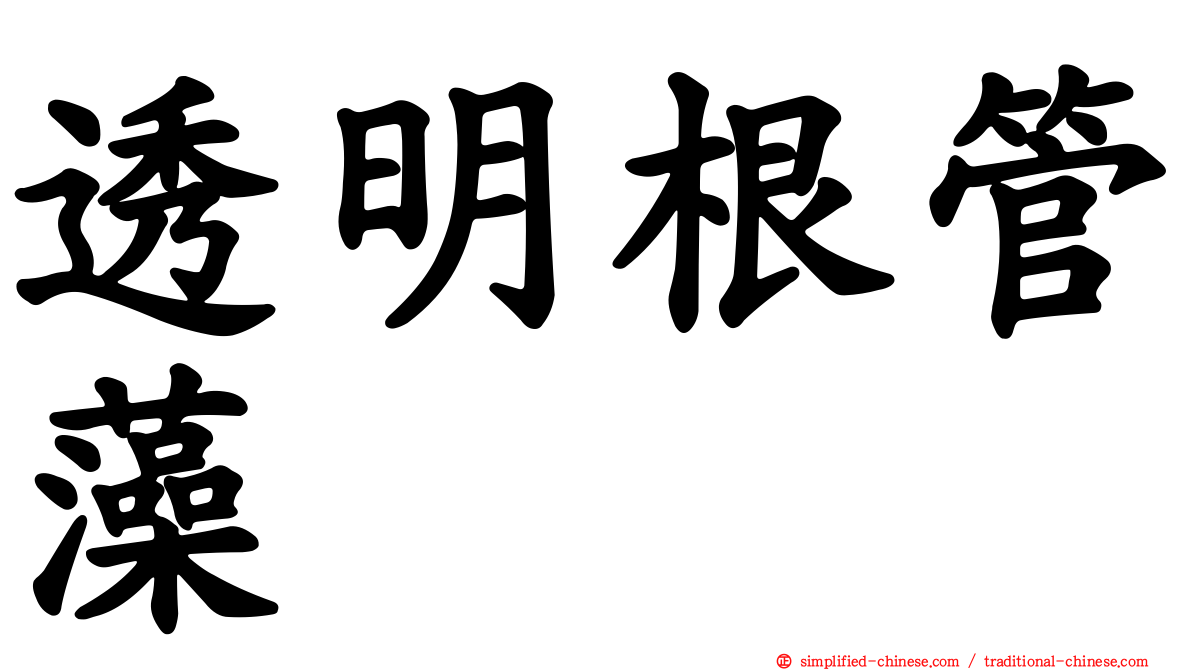 透明根管藻