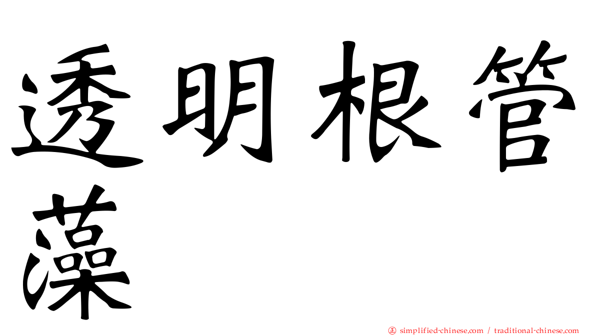 透明根管藻