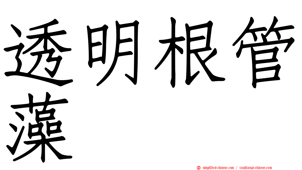 透明根管藻
