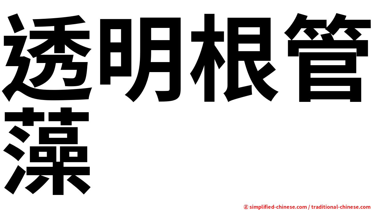 透明根管藻