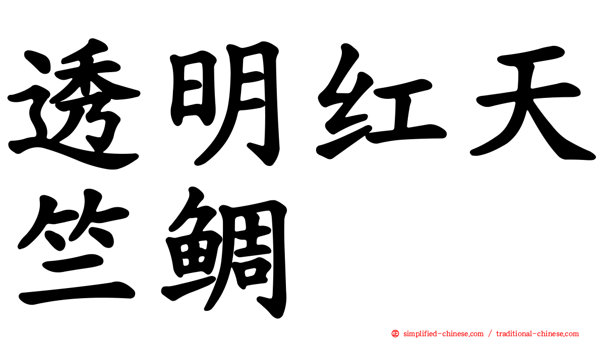 透明红天竺鲷