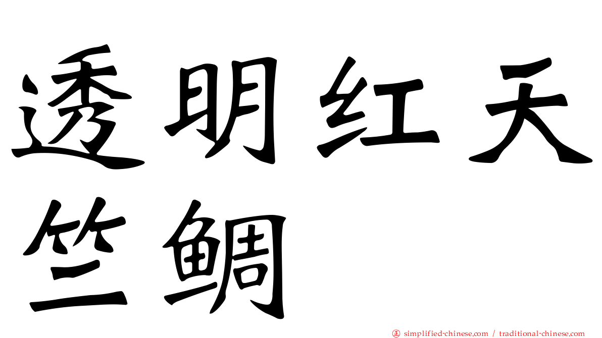 透明红天竺鲷