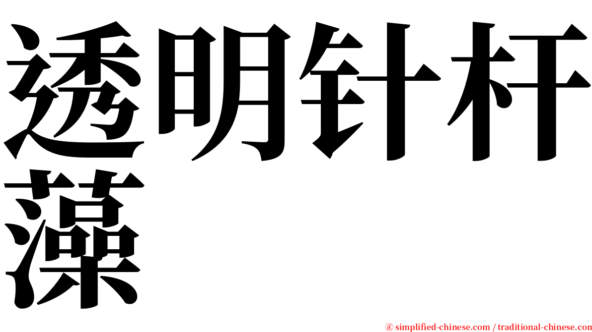 透明针杆藻 serif font
