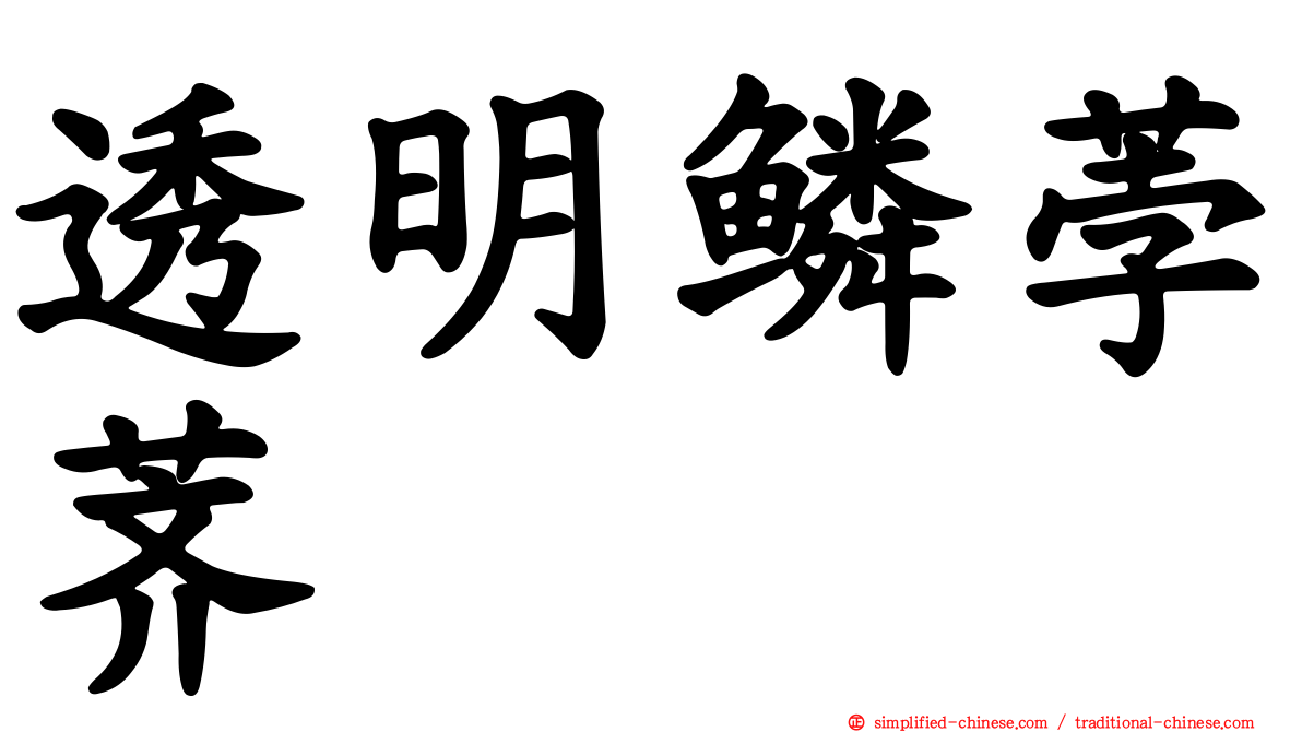 透明鳞荸荠