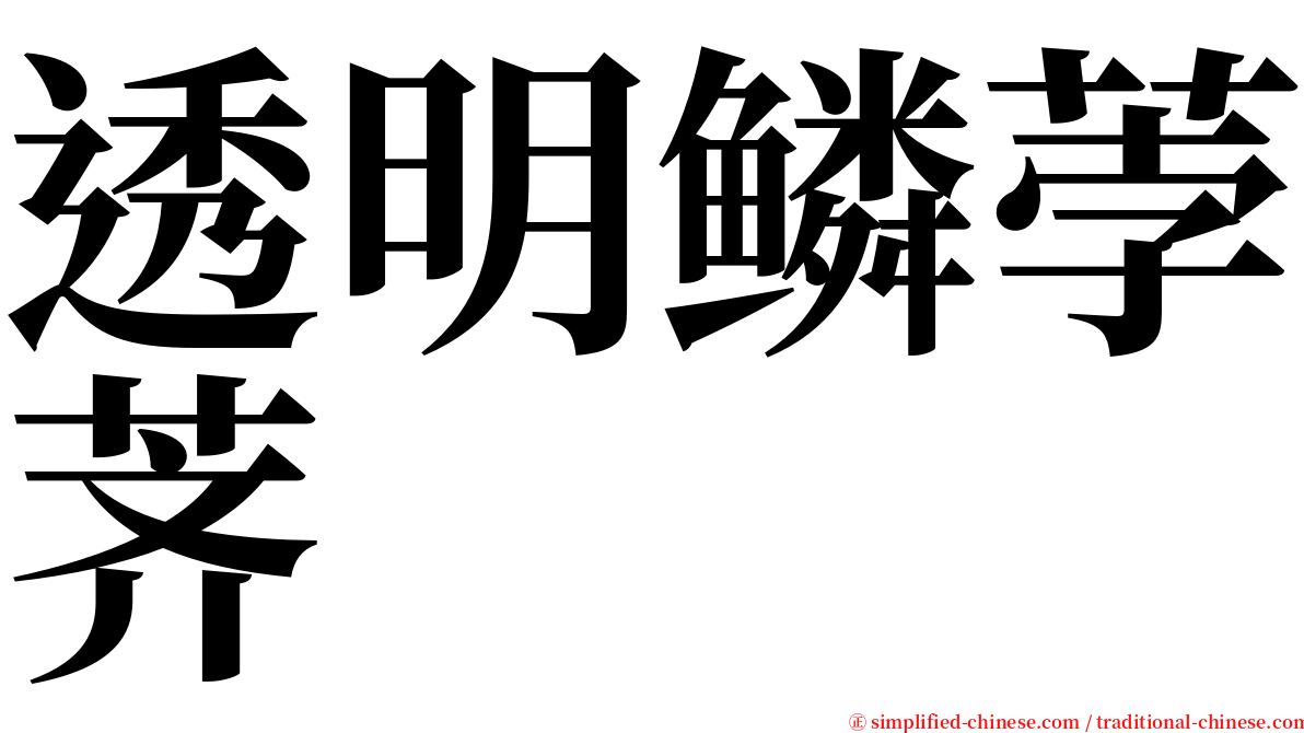 透明鳞荸荠 serif font
