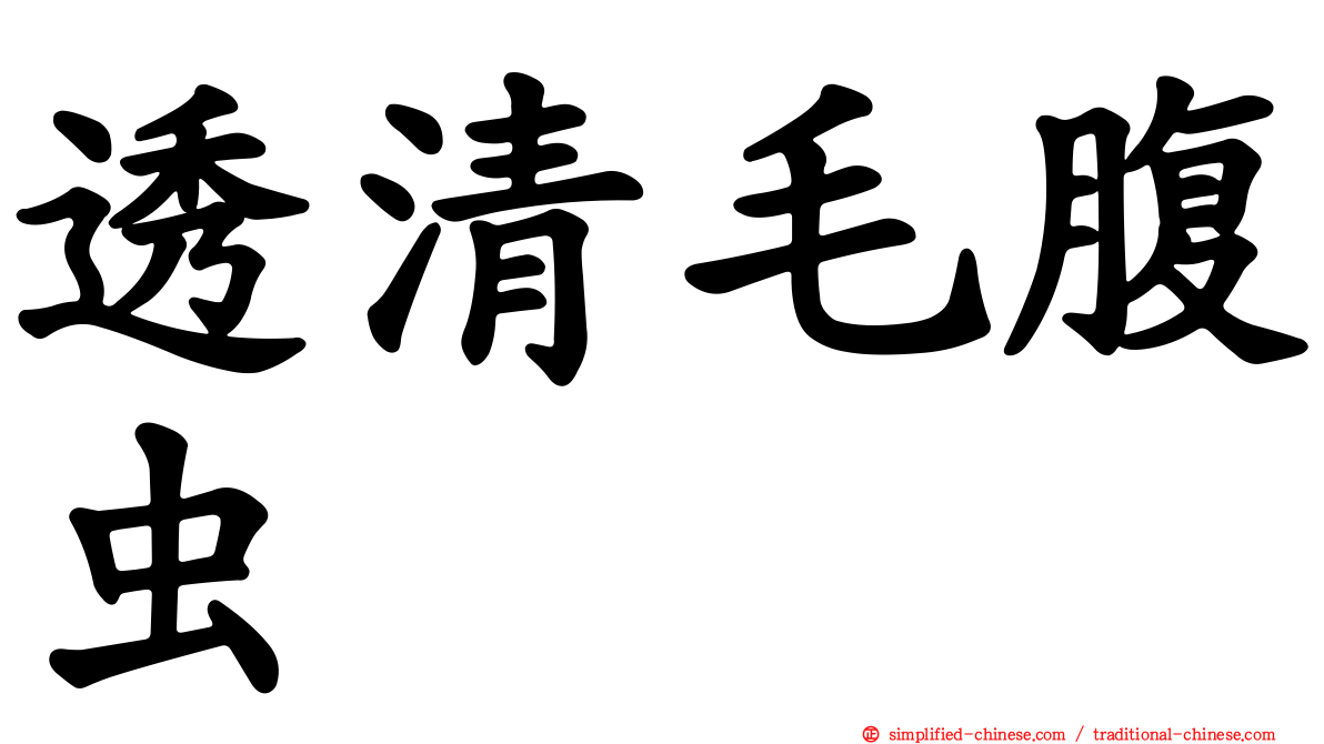透清毛腹虫