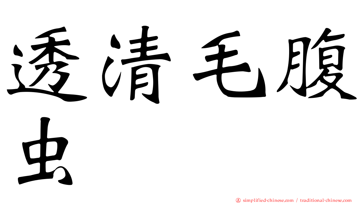 透清毛腹虫
