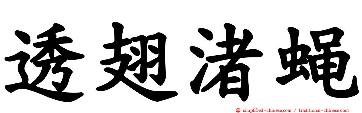 透翅渚蝇