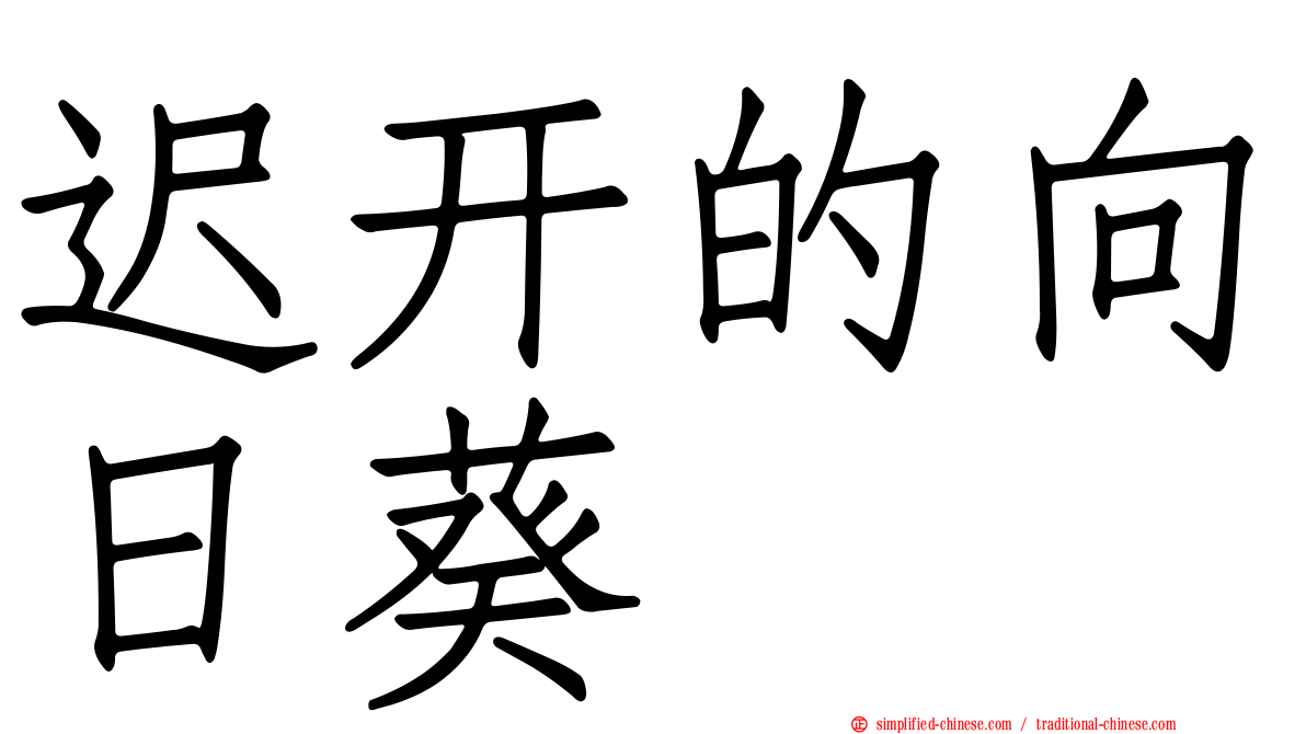 迟开的向日葵
