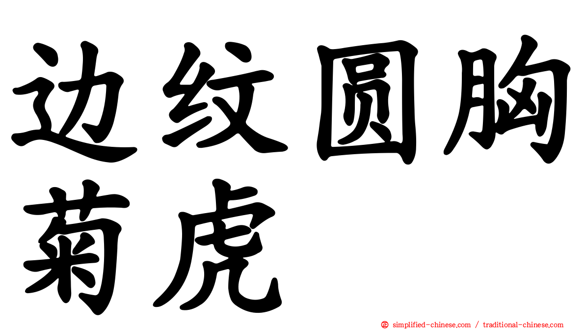 边纹圆胸菊虎