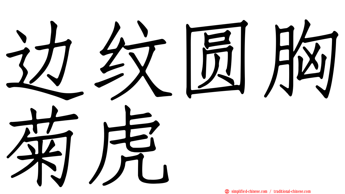 边纹圆胸菊虎