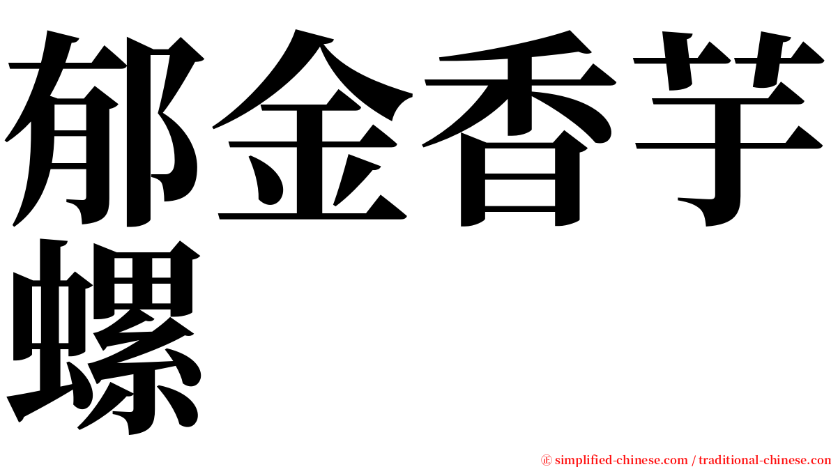 郁金香芋螺 serif font