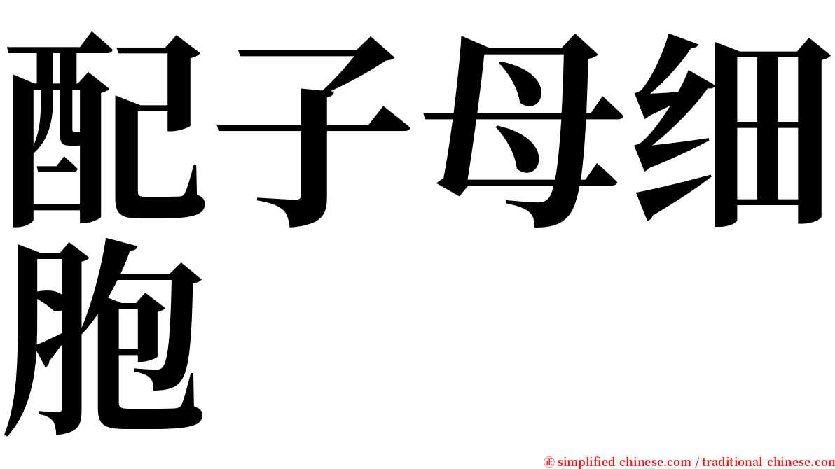 配子母细胞 serif font