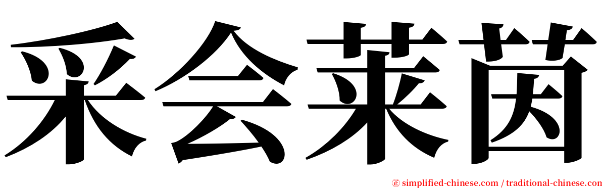 采会莱茵 serif font