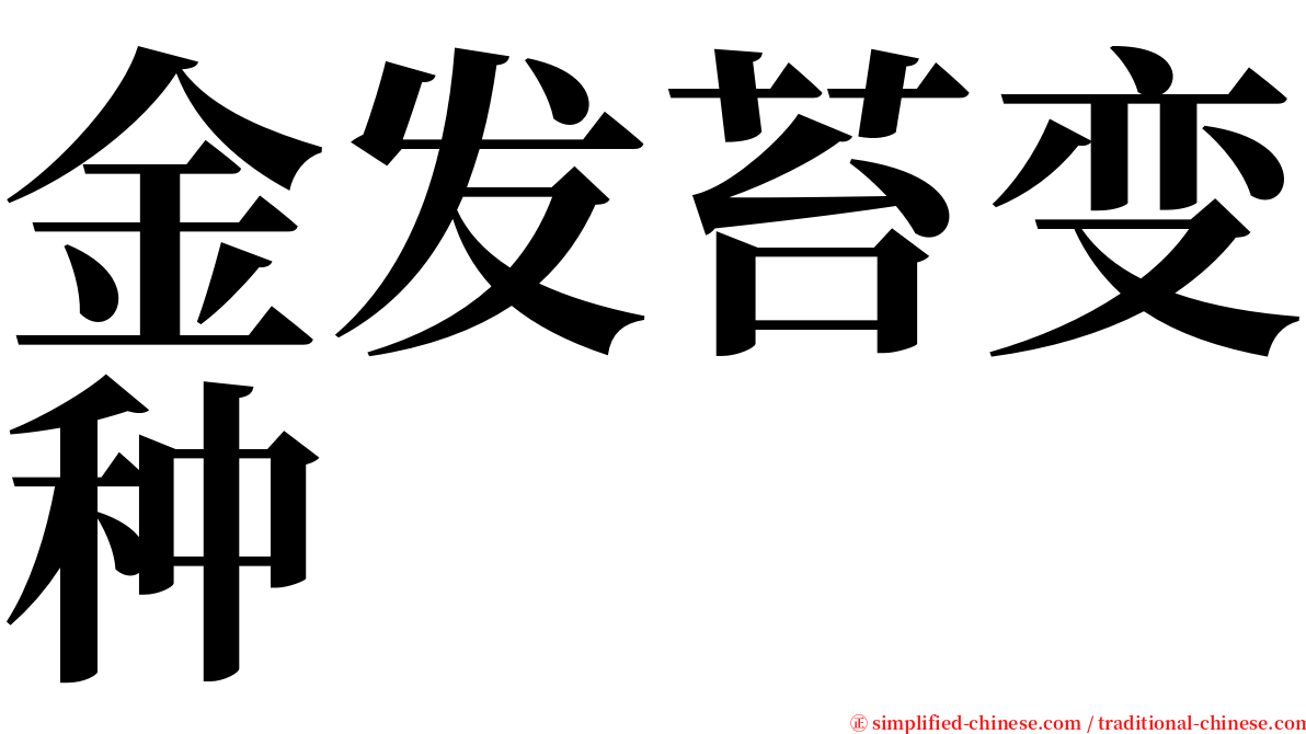 金发苔变种 serif font