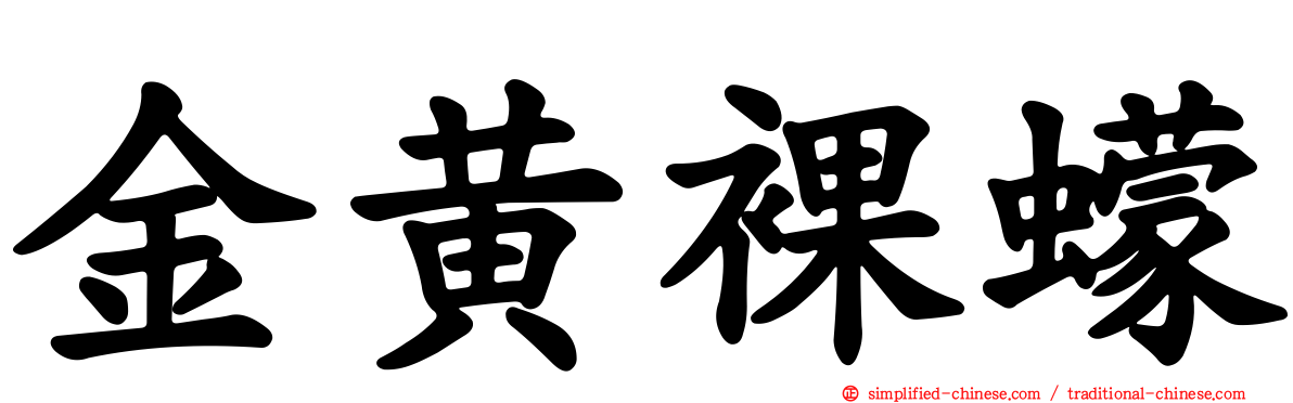 金黄裸蠓