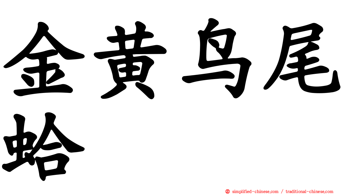 金黄鸟尾蛤