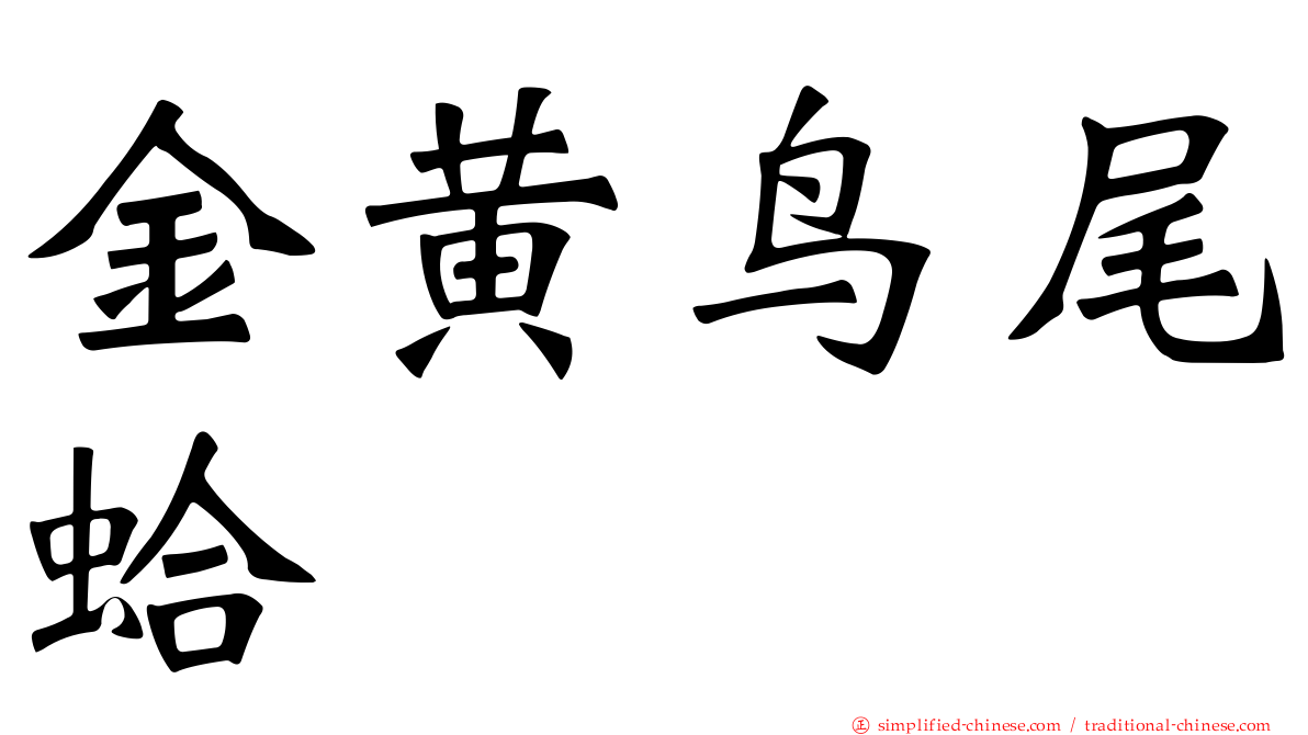 金黄鸟尾蛤