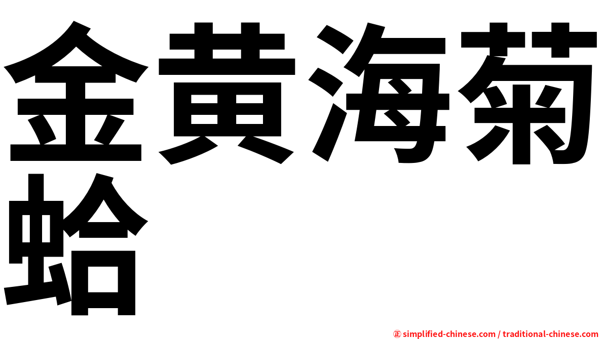 金黄海菊蛤