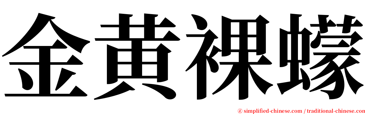 金黄裸蠓 serif font