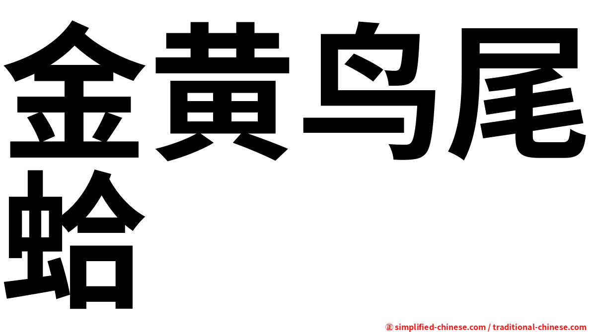 金黄鸟尾蛤