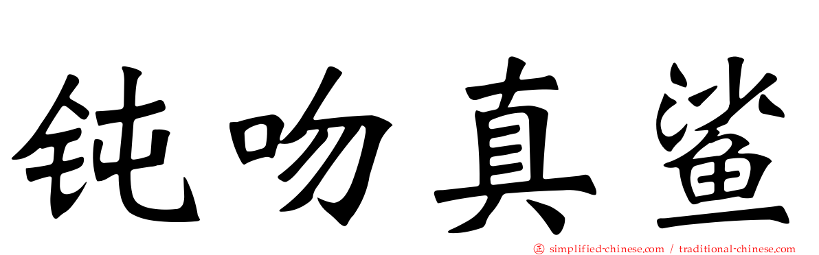 钝吻真鲨