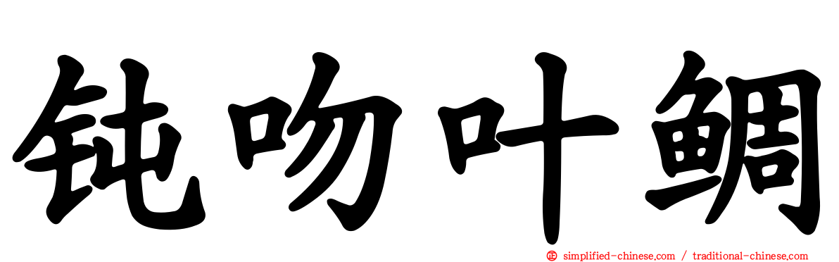 钝吻叶鲷