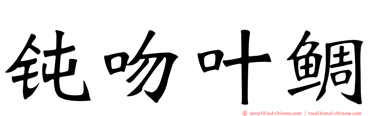 钝吻叶鲷