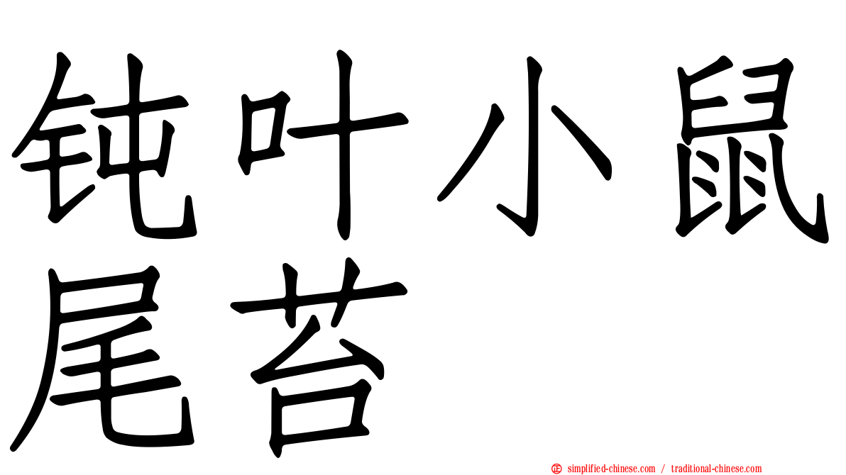 钝叶小鼠尾苔