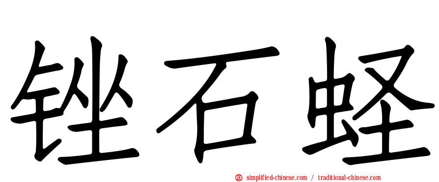 锉石蛏