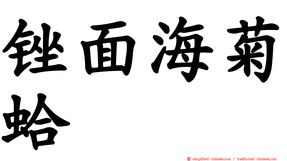 锉面海菊蛤