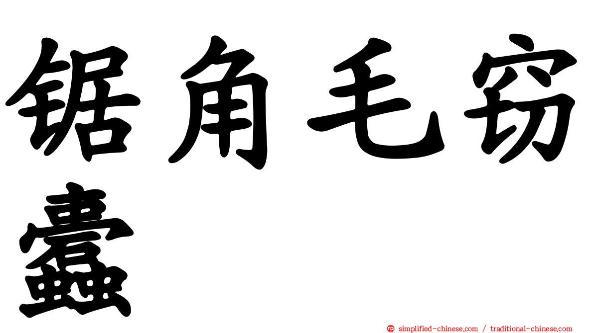 锯角毛窃蠹