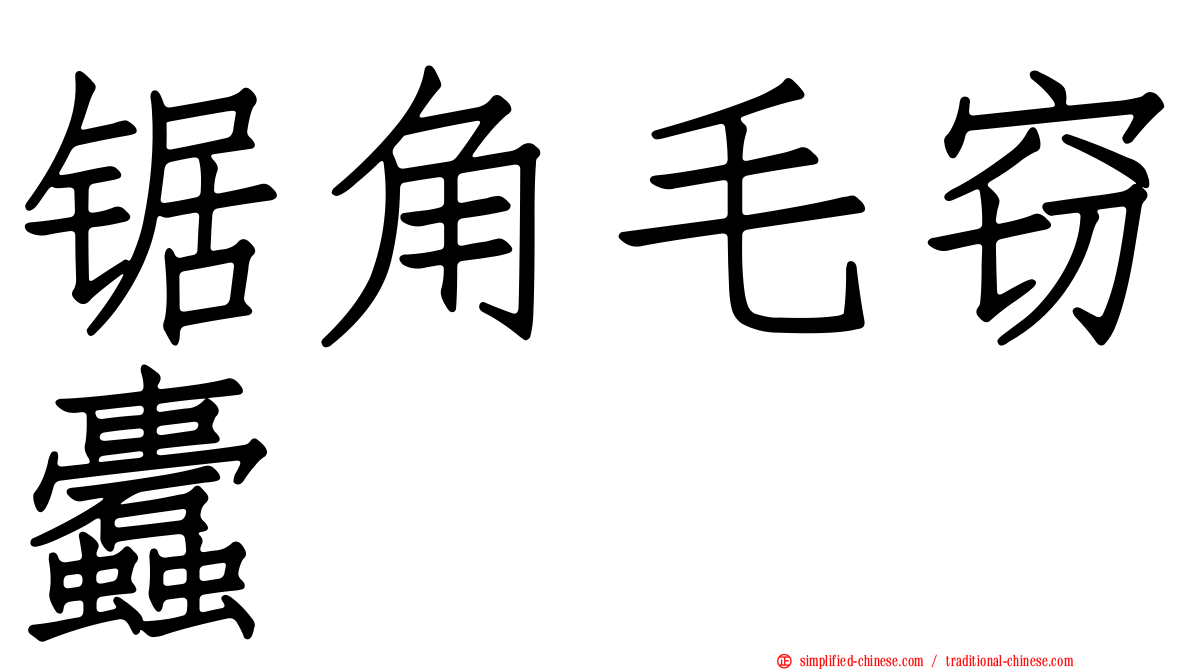 锯角毛窃蠹