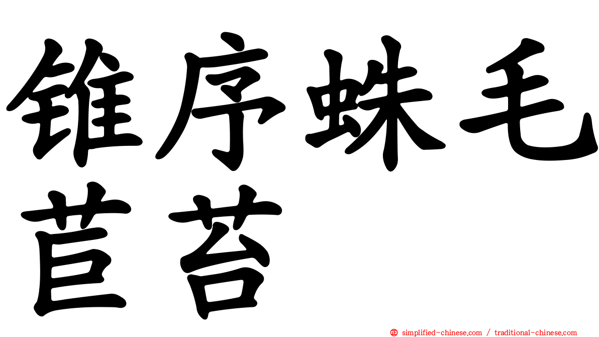 锥序蛛毛苣苔