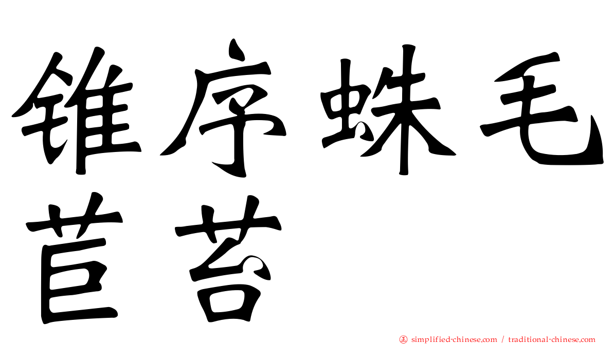 锥序蛛毛苣苔