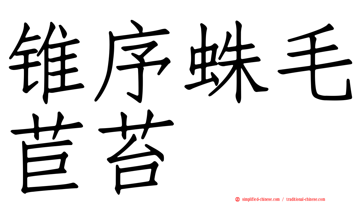 锥序蛛毛苣苔