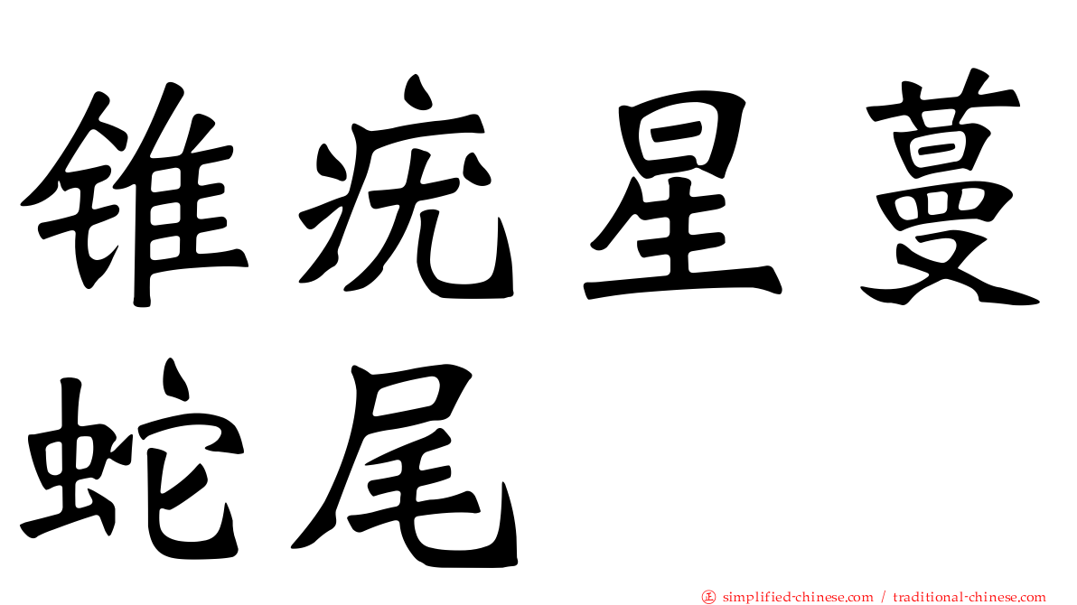 锥疣星蔓蛇尾