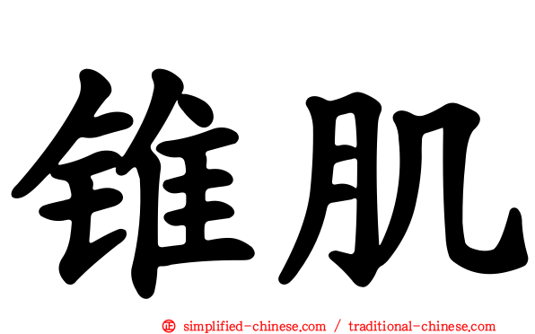 锥肌
