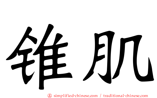 锥肌