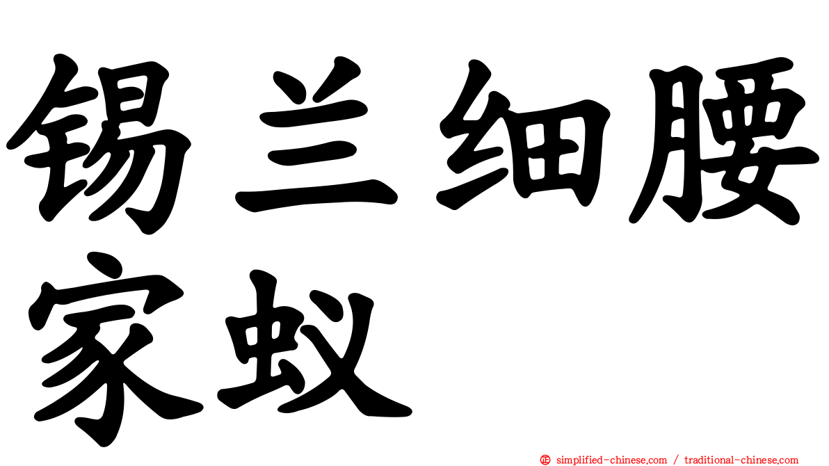 锡兰细腰家蚁