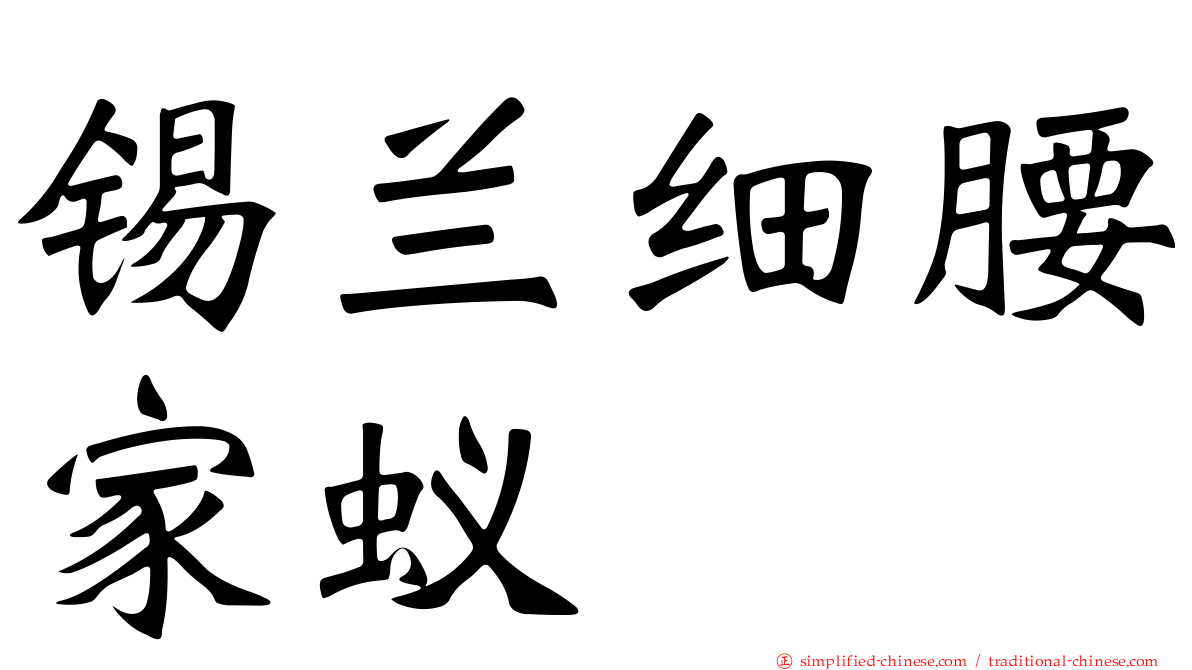 锡兰细腰家蚁