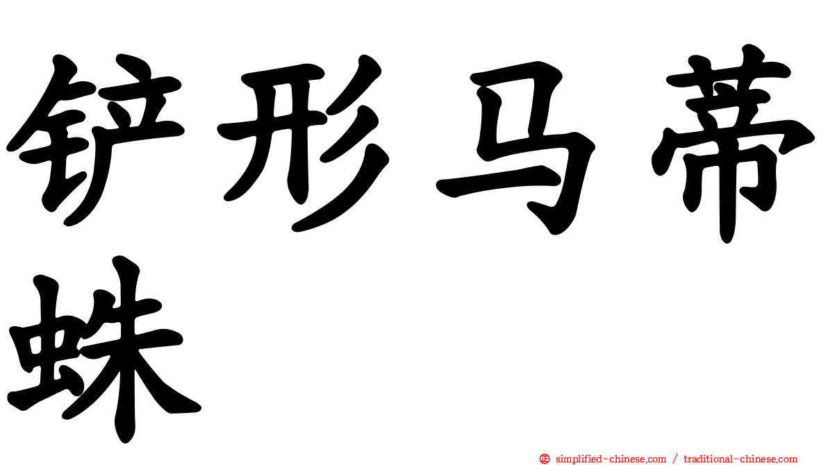 铲形马蒂蛛