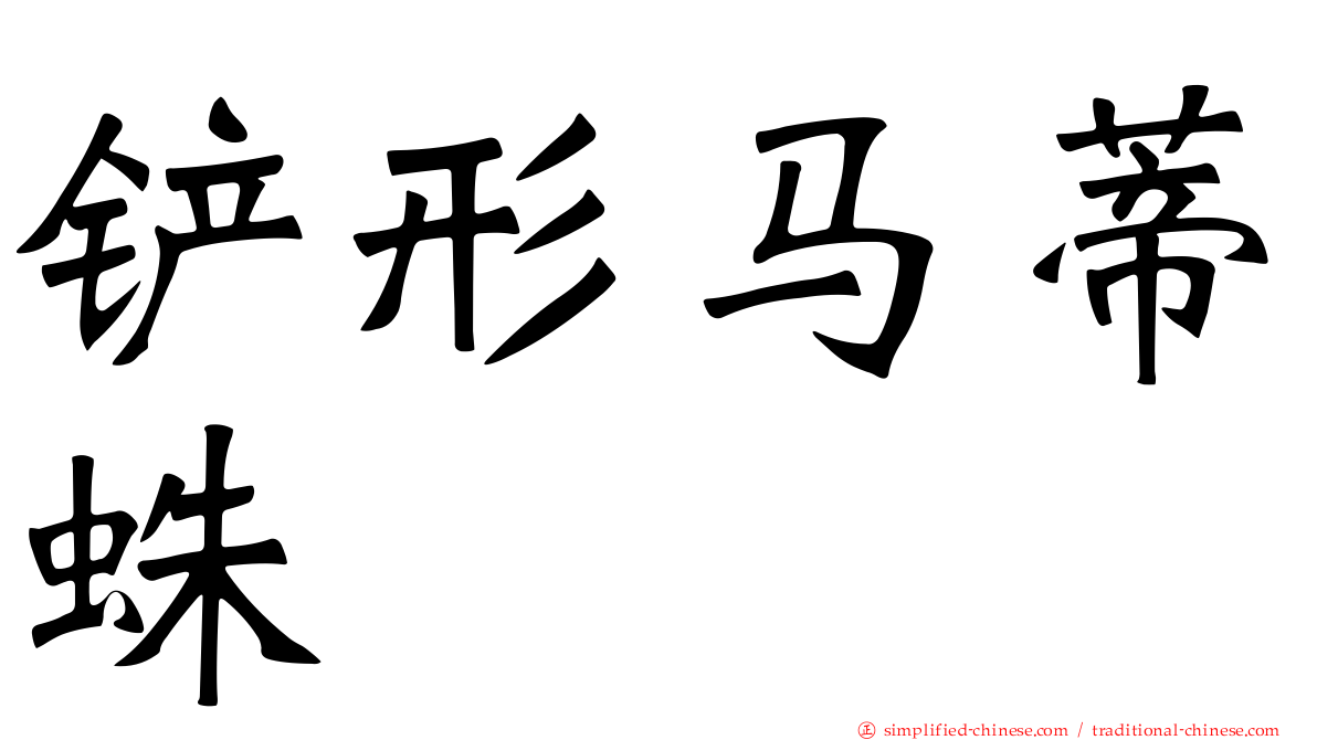 铲形马蒂蛛